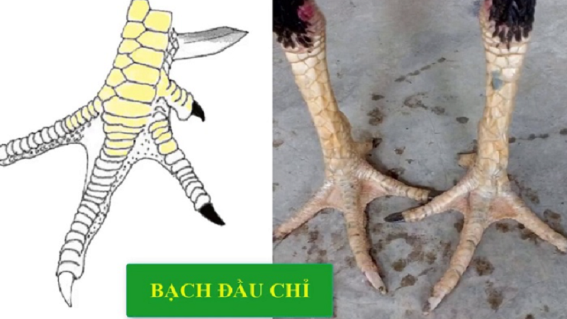 Gà đầu trắng: Đặc điểm, ý nghĩa và cách chăm sóc