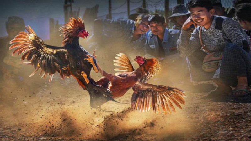 Vảy gà đâm bằng dao: Cách nhận biết và ý nghĩa trong chọi gà